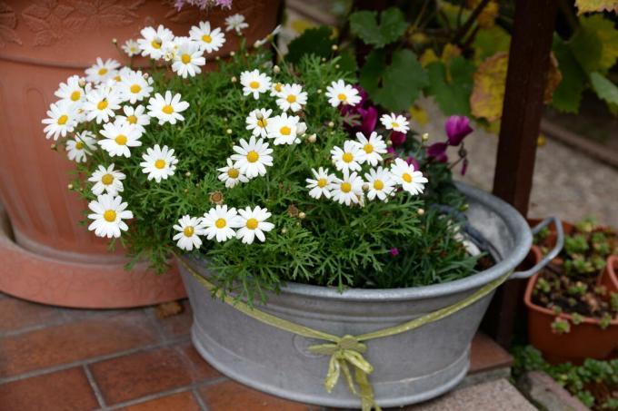 Marguerite au pot de fleurs
