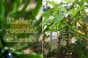 Klatrezucchini: Bind zucchinien opp på et klatrehjelpemiddel
