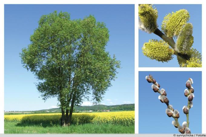 Gewone wilg - Salix caprea - collage