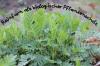 Tansy ca protecție biologică a culturilor: Gândacii de Colorado & Co