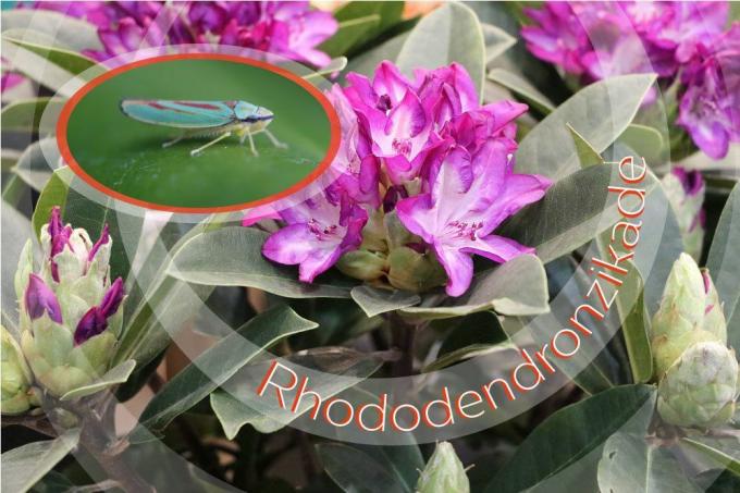 Bojujte se zásobníky listů rododendronů