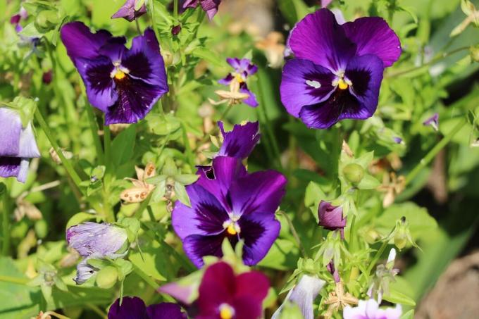 Amores-perfeitos de jardim (Viola wittrockiana)