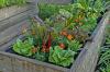 Planting raised beds: annual plan for vegetables & Co
