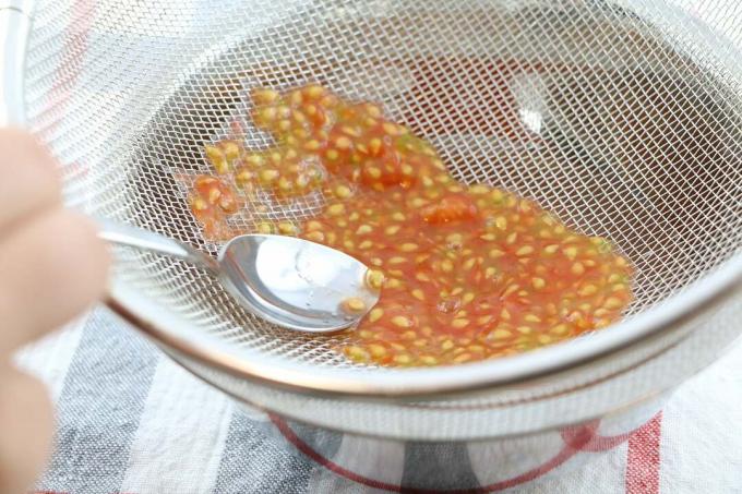 Recoger las semillas de tomate a través de un colador.