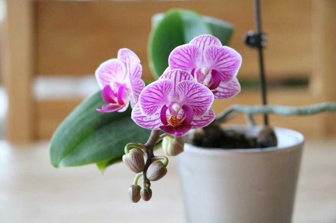 Orchidaceae - Phalaenopsis - Orkidéer