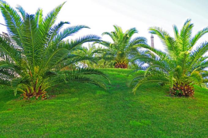 Държа канарска финикова палма