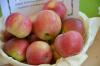Öhringer blood stripe: Καλλιέργεια & συγκομιδή του χειμερινού μήλου