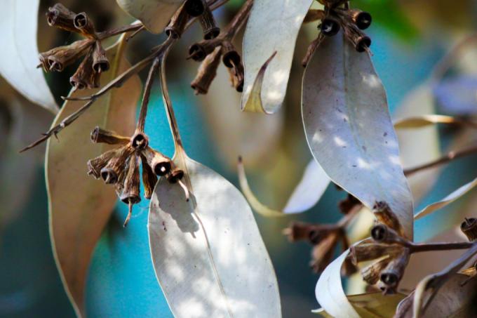 eucalipt-frunze-se usuca