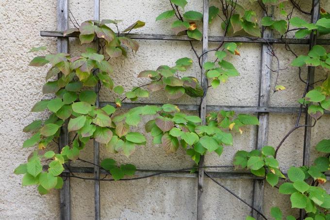 пењајућа биљка кивија на решетки