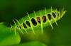 Венерина мухоловка: як годувати хижі рослини