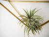 Exotické izbové rastliny: špeciálne rastliny pre váš domov