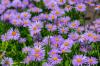 The most beautiful aster species and varieties at a glance