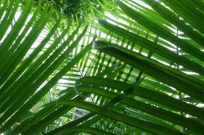 Areca palma - Dypsis lutescens - zelta augļu palma saulainai jumta terasei