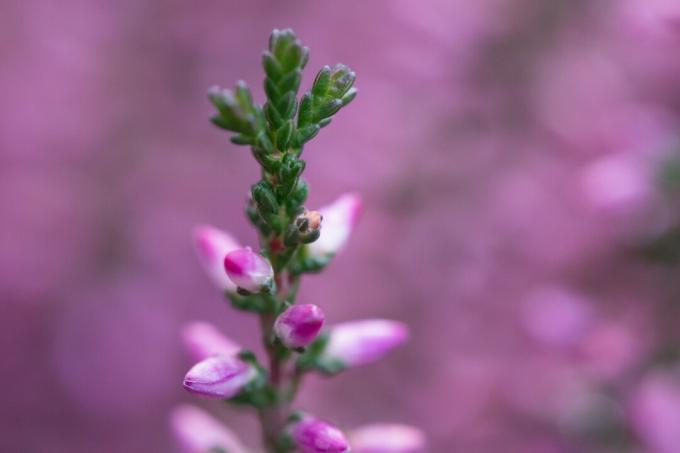 Leaves and flowers of common heather