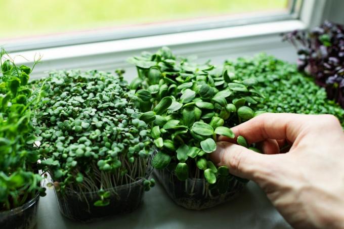 Mikrogrønt i vinduskarmen