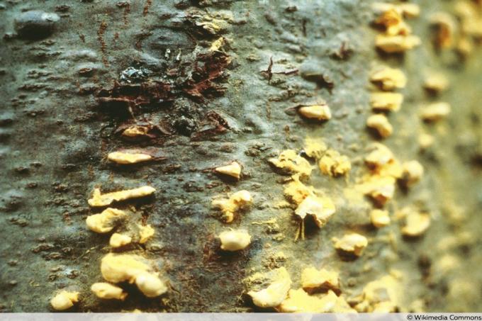 Ruggine vescicale su tronco di pino - Cronartium ribicola