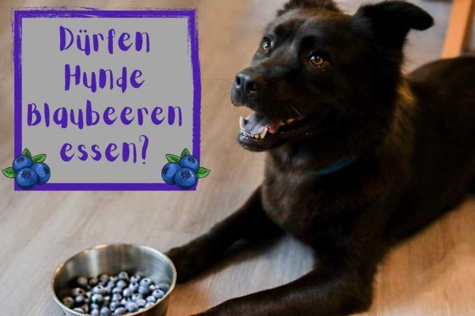 Bisakah anjing makan blueberry? foto sampul
