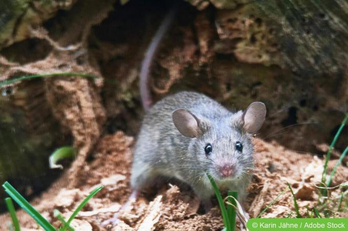 mysz domowa (Mus musculus)