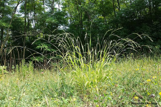 Grasses in tubs: wood twinks (Brachypodium sylvaticum)