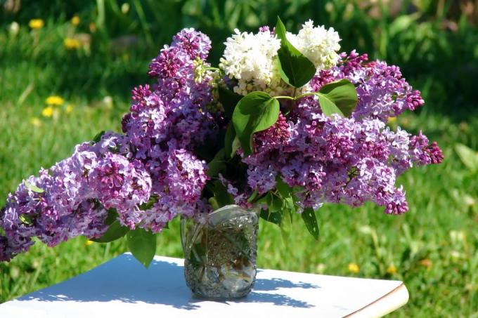 lilac-vase-durable