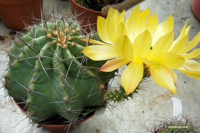 Echinocereus, jeż kolumnowy kaktus