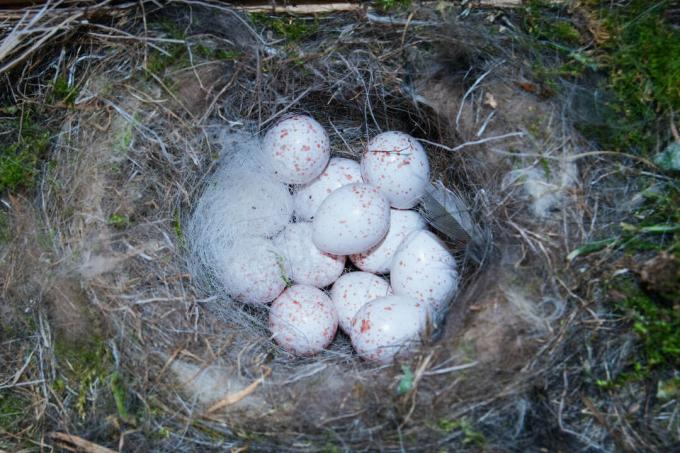Яйца на сини синигери в гнездото