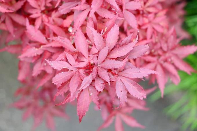 Japansk lønn - Acer palmatum