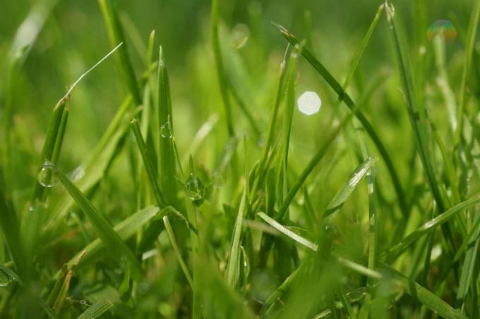 Create a new lawn or renew it