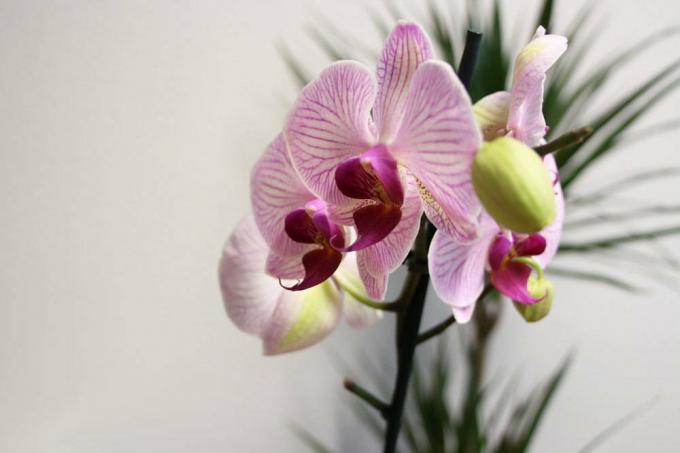 Auginkite orchidėjas be substrato