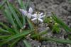Squill: Types, Plants & Care