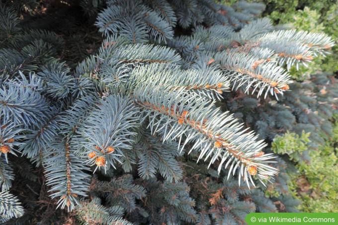 Ель голубая (Picea pungens)