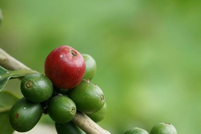 Owoce rośliny kawy