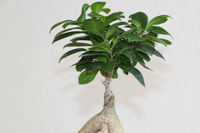 Ficus Ginseng with its evergreen leaves