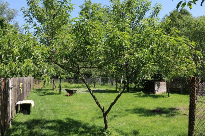 עץ אפרסק, Prunus persica