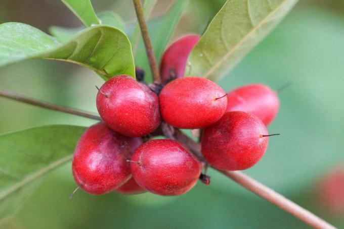 Miracle fruit with red fruits