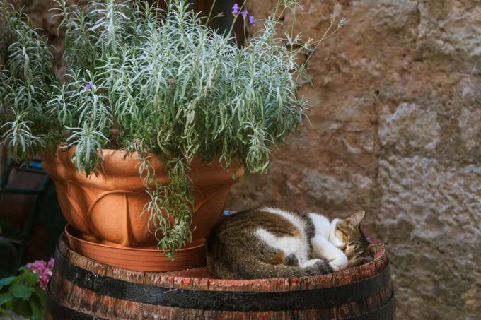 Le chat dort à côté de la lavande dans le pot