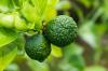 Kaffir Lime: Cultivo e Características Especiais do Kaffir Lime
