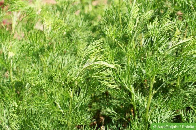 Južni les (Artemisia abrotanum)