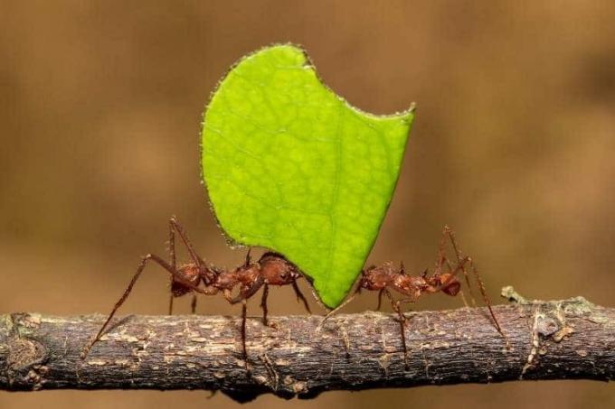 Mrówka tnąca liście (Atta cefaloty)