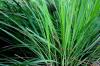 Lemongrass: A touch of Asia in your own garden