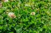 Chwasty na trawniku: środki odchwaszczające i alternatywy
