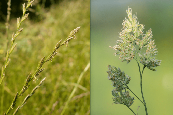 Slika levo nemški ljulj, desno navadna kroglasta trava