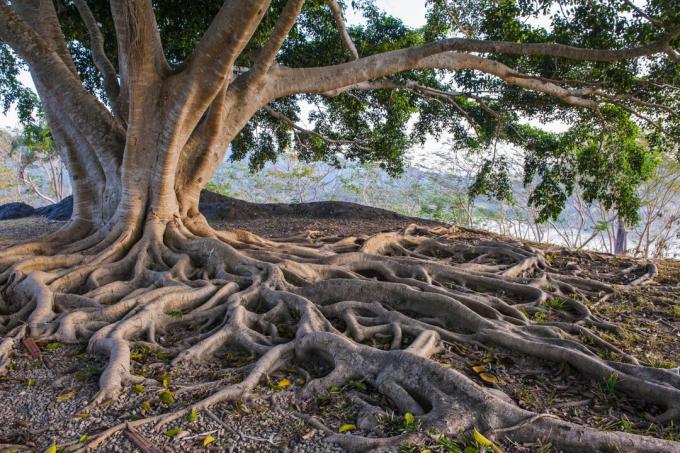 Velike drevesne korenine