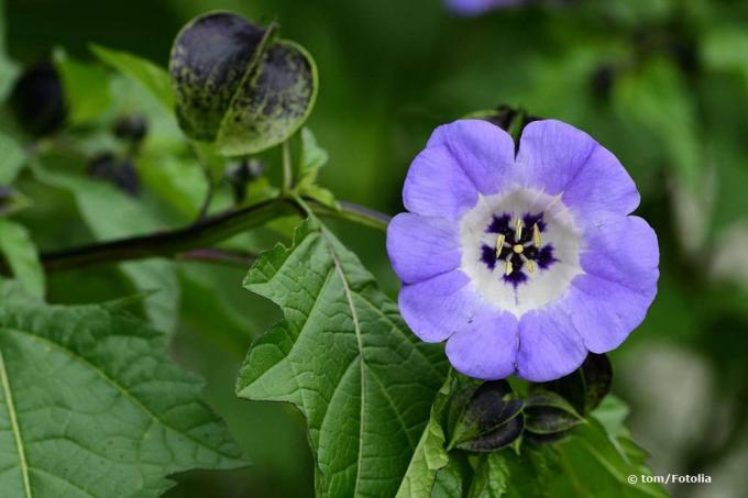 Poison berry, Nicandra physaloides