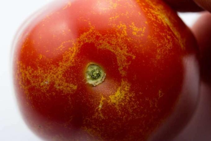 Tripsskador på en tomat