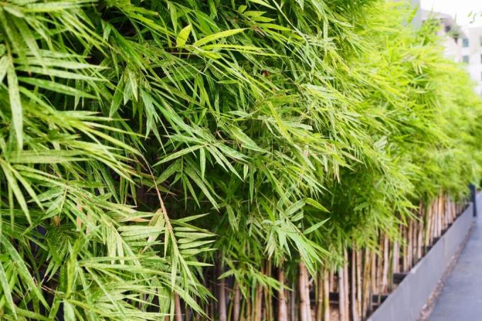 felgyorsítja a bambusz növekedését