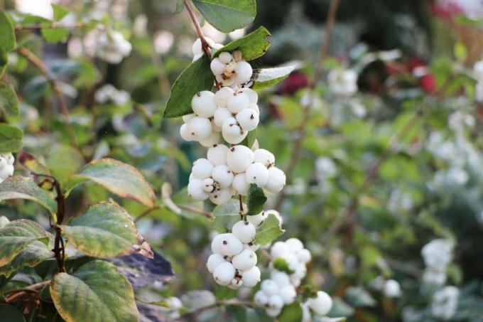 Снежная ягода - Symphoricarpos albus