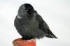 Jackdaw: song, breeding season, young bird & Co.