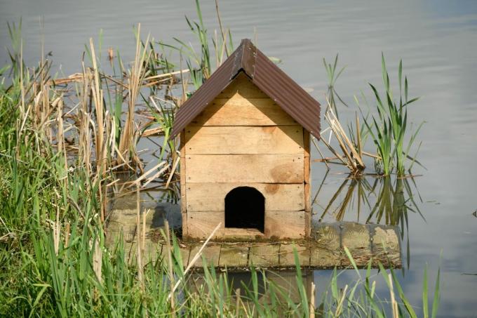 Rumah bebek di tepi air