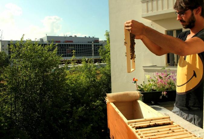 Apicoltore con cassetta delle api sul balcone
